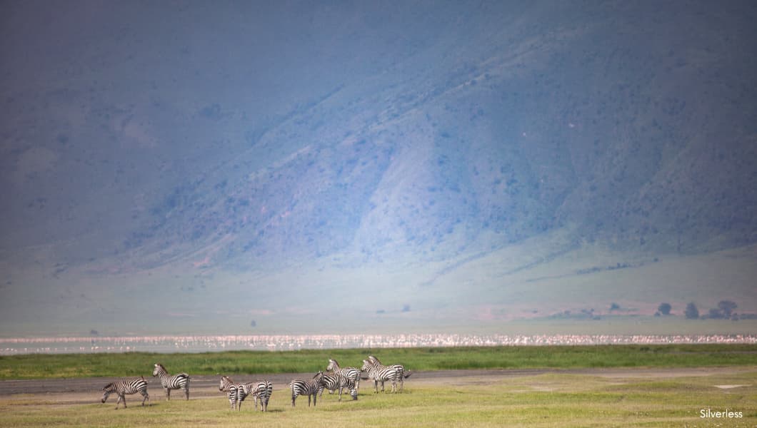 Herd of Zebra